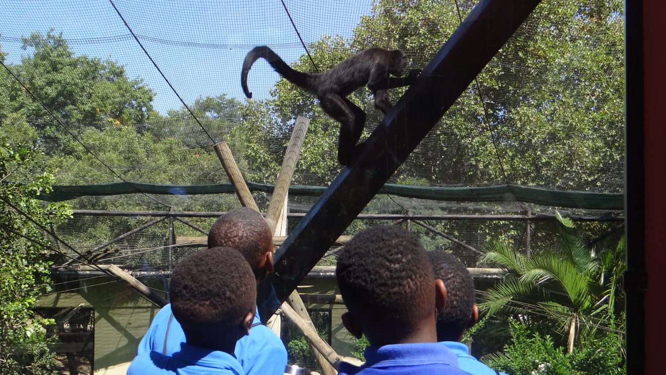 Zoo 2
