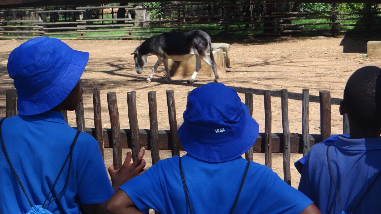 Zoo 4
